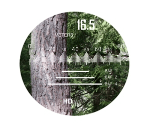 Field-Map Dendroscope
